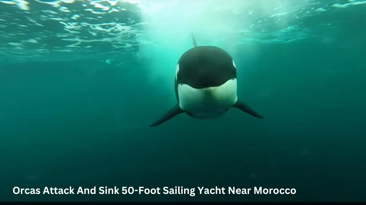 Orcas Attack And Sink 50-Foot Sailing Yacht Near Morocco